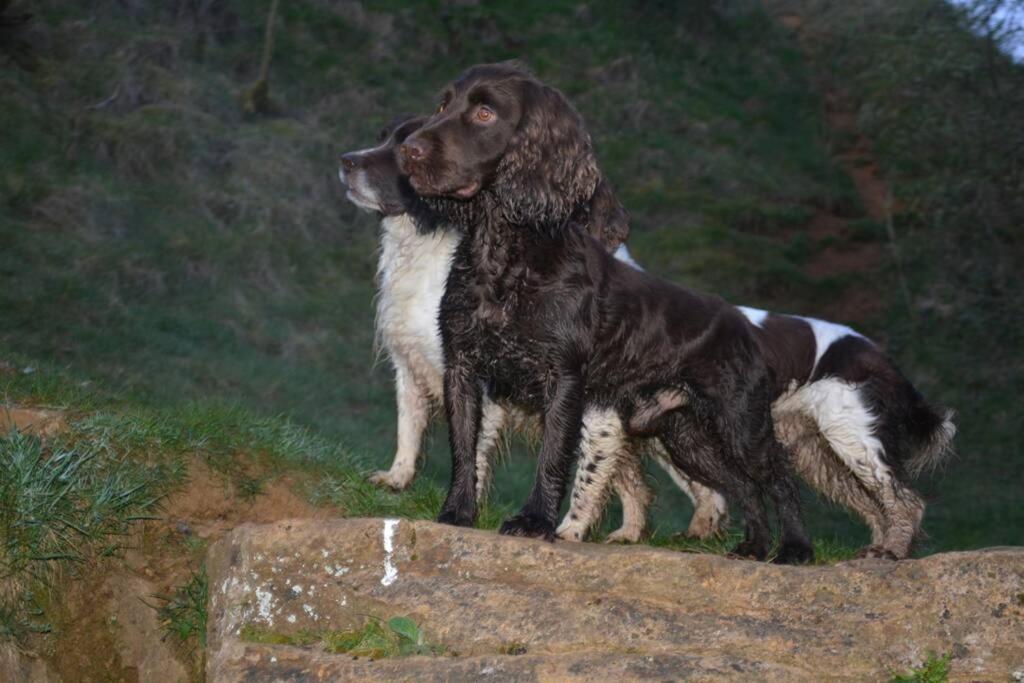 Spaniel Cottage With Views Of Ham Hill, Stoke Sub Hamdon Martock Exterior photo